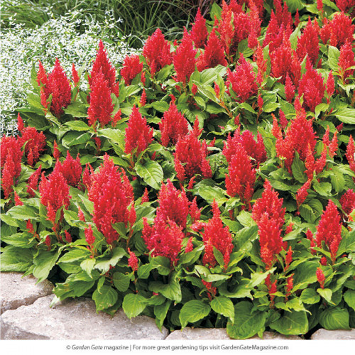 If you want to see the type of flowers that keep on flourishing and spreading for at least a month in a row, go for Celosia. These three types of Celosia will make your mind blow with the colors. https://www.gardengatemagazine.com/newsletter/2017/12/12/3-types-of-celosia/