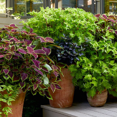 Grow Coleus Plants in your garden and find the ideas and tips at Garden Gate magazine. You would love these crazy color combinations and leaf patterns grown as a shrub in your garden. https://www.gardengatemagazine.com/articles/how-to/divide/how-to-grow-coleus-from-cuttings