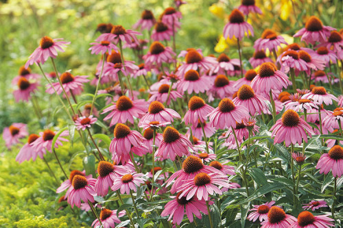 Cone Flower