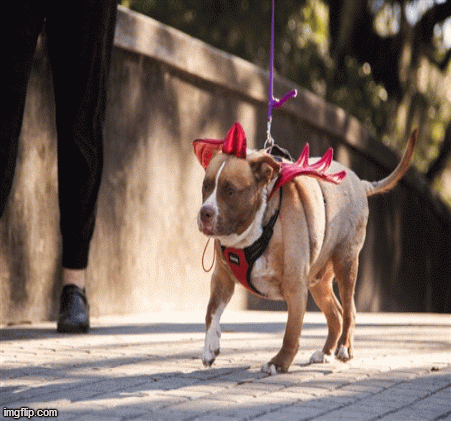This costume is easy to put including adjustable drawstring horns and wings collar or harness.All the products in our store are safe for your pet, feels conformable and they look fashionable. Get the product here; https://www.bloomingtailsdogboutique.com/devil-costume.html.