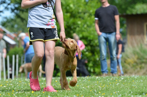 Dog-School-Hastings.jpg