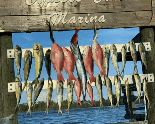 Champion Fishing Charters, the best Venice Louisiana fishing Charter Company has specialties in deep sea tuna fishing trips. We strive to provide you the expertise of catching fish and the best planned fishing trips so that you make the most of your wonderful outing within your budget. Visit,https://bit.ly/2WfxyO4