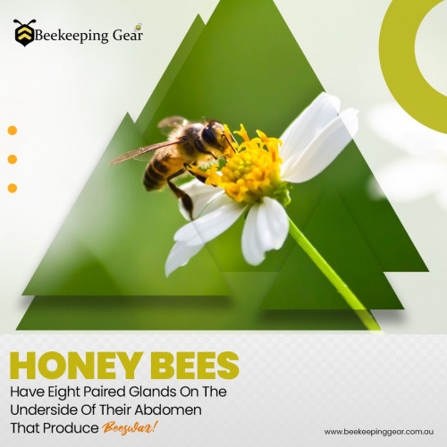 Honey Bees Have Eight Paired Glands On The Underside Of Their Abdomen That Produce Beeswax!
https://www.beekeepinggear.com.au/collections/honey-extractors
#beekeeper #beekeeping #bees #honey #bee #savethebees #honeybees #honeybee #nature