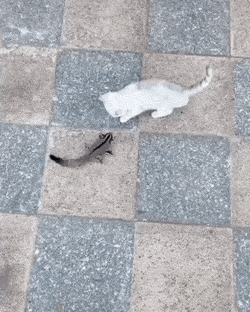 How-to-tame-a-cat.gif