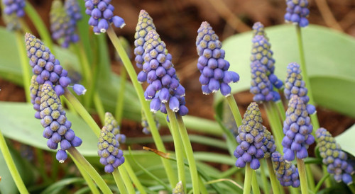 If you want Hyacinths for the other areas in your garden, no need to buy more bulbs, you can just divide the grape hyacinths you have, establish clumps and separate the bulbs. The process is very easy. https://www.gardengatemagazine.com/articles/how-to/divide/how-to-divide-grape-hyacinths