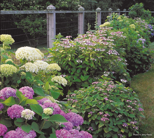 Those lovely flowering shrubs are so very easy to grow that will make you wonderstruck. It will also make your garden lively, so let us learn how to Hydrangea Care from the Garden Gate magazine. https://www.gardengatemagazine.com/articles/flowers-plants/plant-guide/how-to-care-for-your-bigleaf-hydrangeas/