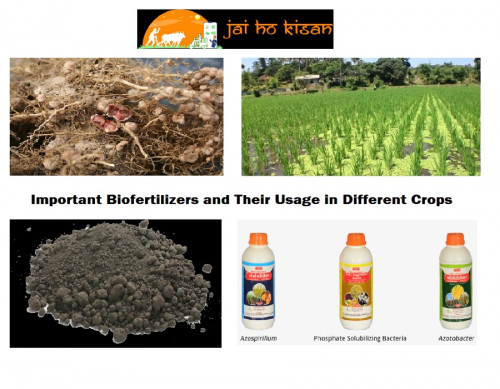 Important-Biofertilizers-and-their-usage-in-different-crops---Jai-ho-kisan.jpg