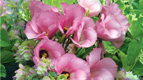 If  you like a flower that looks like a rose and grows in midsummer then Lisianthus is for you. Its graceful looking stems bloom with a vast range of soft colors like white, yellow, apricot, and others. https://www.gardengatemagazine.com/articles/web-extras/all/72lisianthus/