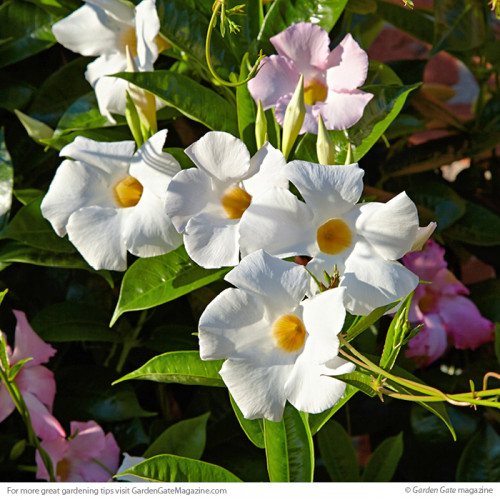 The small and so alluring Mandeville is pleasing to the eyes, and you can grow it easily anywhere in North America. You can grow it annually, and it will bloom from late spring to fall. https://www.gardengatemagazine.com/newsletter/2017/11/07/overwintering-mandevilla