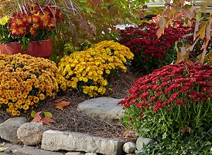 Mums-Flowers.jpg