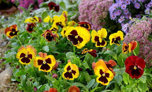 Visit Garden Gate magazine to get helpful tips on the different ways to grow Pansies that include deadheading, planting, and fertilizing. Also, know about different varieties to increase the grace of your garden. https://www.gardengatemagazine.com/articles/flowers-plants/plant-guide/how-to-grow-pansies/