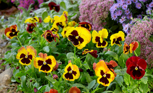 Visit Garden Gate magazine to get helpful tips on the different ways to grow Pansies that include deadheading, planting, and fertilizing. Also, know about different varieties to increase the grace of your garden. https://www.gardengatemagazine.com/articles/flowers-plants/plant-guide/how-to-grow-pansies/