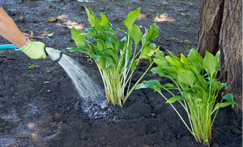 Where ever you live, whether in a sunny area or shaded you will have to water these Perennial Plants. The tips at the Garden Gate magazine will ensure your plants are grown healthy. https://www.gardengatemagazine.com/articles/how-to/water-feed/how-to-water-perennial-plants