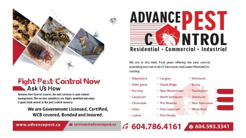 Pest-Control-Langley5338d16ae3a59229.jpg