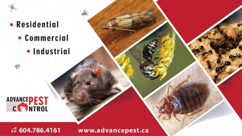 Pest-Control-Langley82e572531151f0bd.jpg