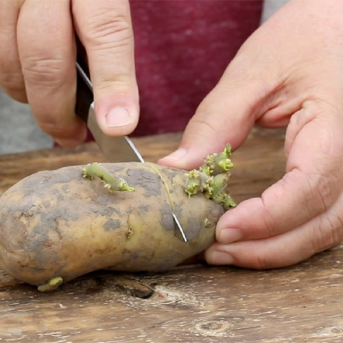 You can grow the Potato Plant at your home, but you should know the proper way to plant it. At the Garden Gate magazine, you will learn its growing process and the minute tits and bits. https://www.gardengatemagazine.com/articles/vegetables/edible-plant-guide/how-to-grow-potatoes-you-can-harvest-from-summer-to-fall/