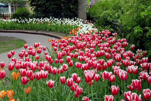 If you want your frenzy to come true and some liveliness with fiery red in your garden border, then these Red Flowers are best. These flowers will add a pinch of style to your garden and life. https://www.gardengatemagazine.com/articles/flowers-plants/plant-guide/plants-with-red-flowers-and-foliage/