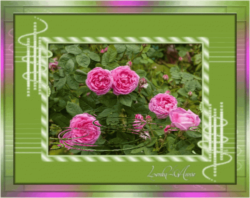 Rose-Centifolia-ruze-stolista.gif