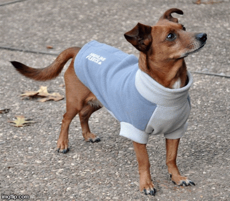 Snowsuit-for-Dogs---Bloomingtails-Dog-Boutique.gif