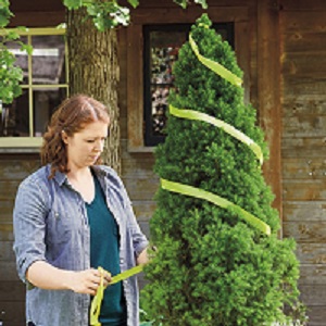 Spiral-Topiary.jpg