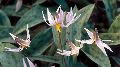 Increase the charm of your yard with these Spring Flowers, and add to its glorious appeal. These Flowers can enlighten the aura of your area with their unique colors and capability to grow. https://www.gardengatemagazine.com/articles/flowers-plants/plant-guide/unique-spring-flowers-for-shade