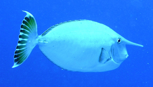 Whitemargin-unicornfish.jpg