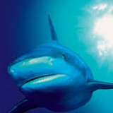 blueplanet
