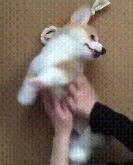corgi.gif