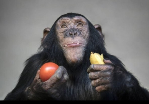depositphotos 187140448 stock photo young chimpanzee eating banana and