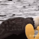 eagle_happy_4th