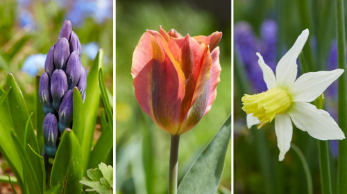 If  you are looking to buy Flower Bulbs online, the Garden gate magazine suggests some websites that are best for buying the bulbs. You can find the variety of bulbs and plants that you can grow. https://www.gardengatemagazine.com/articles/how-to/plant/buy-bulbs-online-best-mail-order-web-sites/