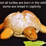 turtle-bread