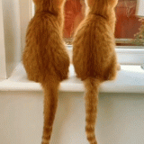 worldofcatsmeow-___CJm40L2pCFt___-_1